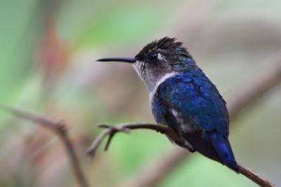 Colibri d'Elena