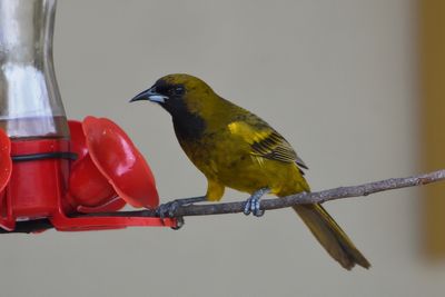 Oriole de Cuba