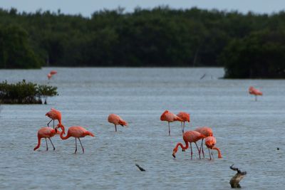 Flamant des Carabes
