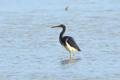 Aigrette tricolore