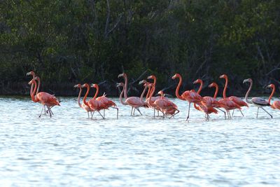 Flamant des Carabes