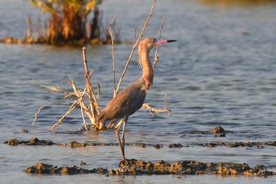 Aigrette tricolore