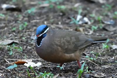 Colombe  tte bleue