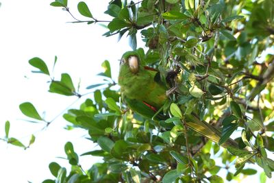 Conure de Cuba