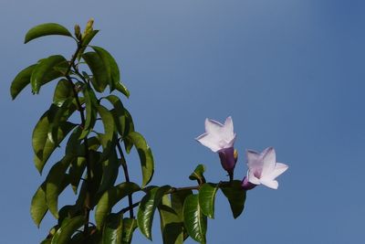 Faux Alamanda Pourpre