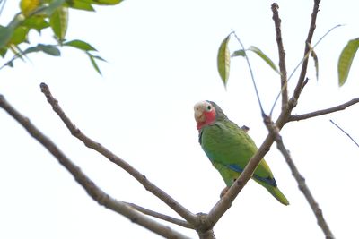 Amazone de Cuba