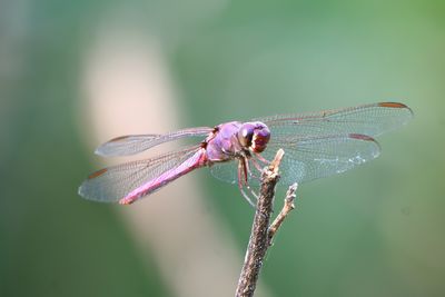Orthemis ferruginea