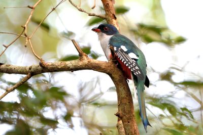 Trogon de Cuba