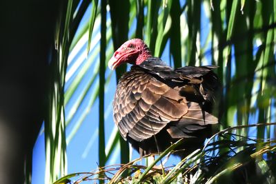 Urubu  tte rouge