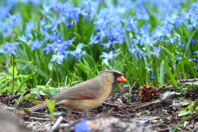 Cardinal rouge