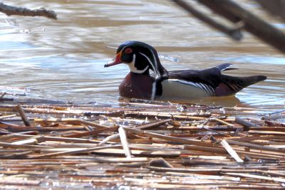 Canard branchu