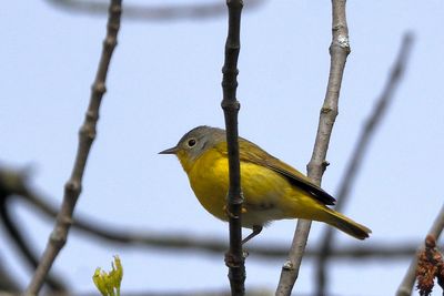 Paruline  joues grises