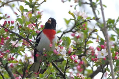 Cardinal  poitrine rose