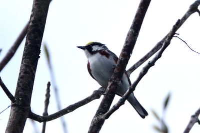 Paruline  flanc marron