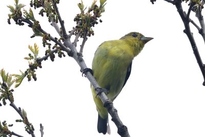 Piranga carlate