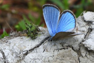 Bleu argent