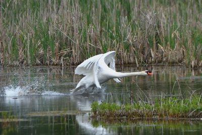 Cygne tubercul