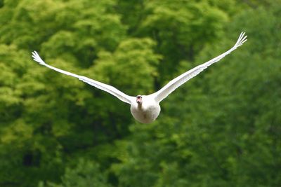 Cygne tubercul