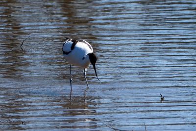 Avocette lgante