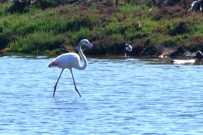 Flamant rose