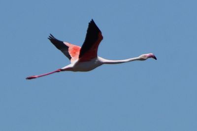 Flamant rose