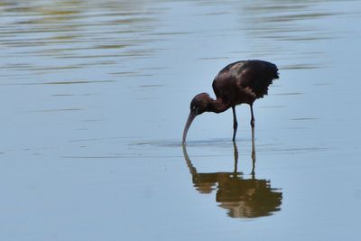 Ibis falcinelle