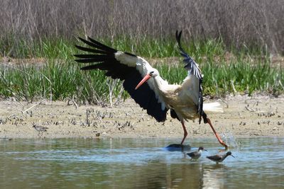 Cigogne blanche et Chevalier gambette