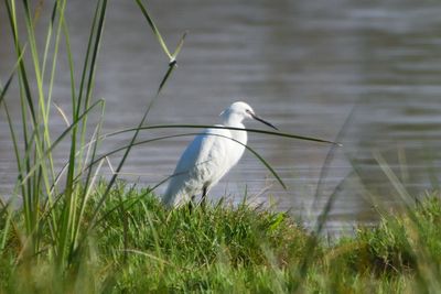 Aigrette garzette