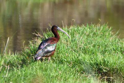 Ibis falcinelle