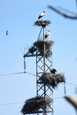 Cigogne blanche