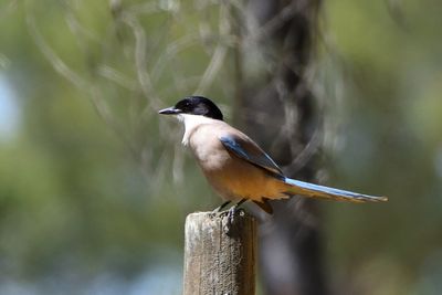 Pie-bleue ibrique