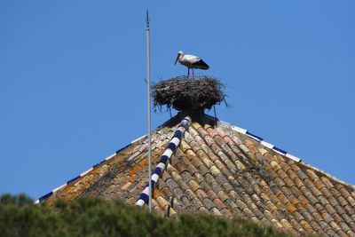 Cigogne blanche