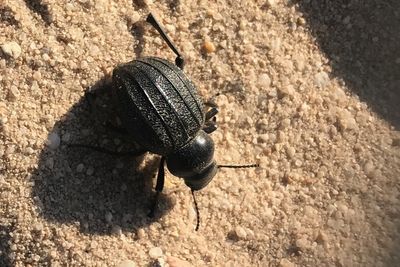 Pimelia costata