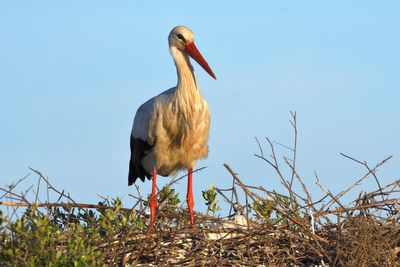 Cigogne blanche et jeunes
