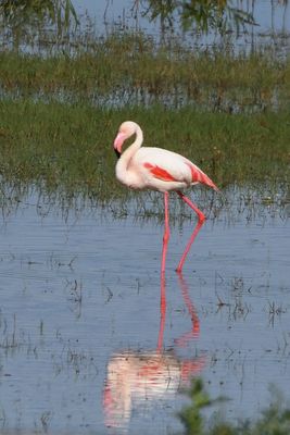 Flamant rose
