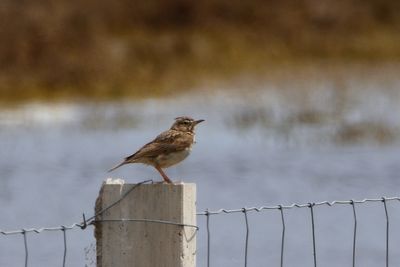Cochevis hupp