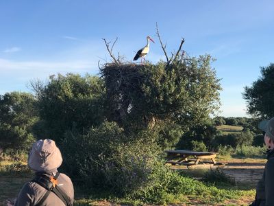 Cigogne blanche