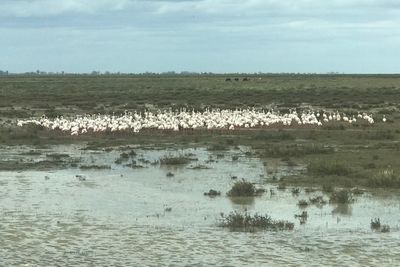 Flamant rose