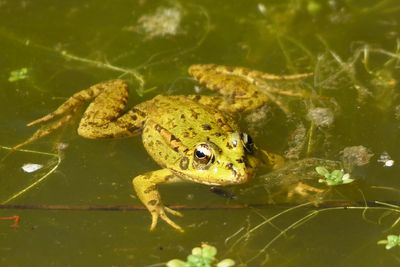 Grenouille de Perez