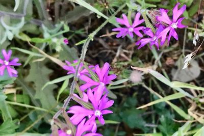 Silene scabriflora