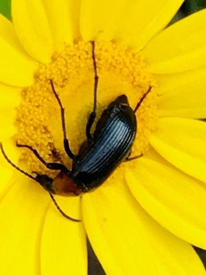 Genre Heliotaurus