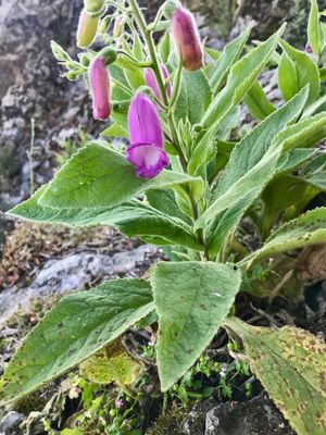 Digitalis thapsi