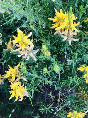 Genista hirsuta