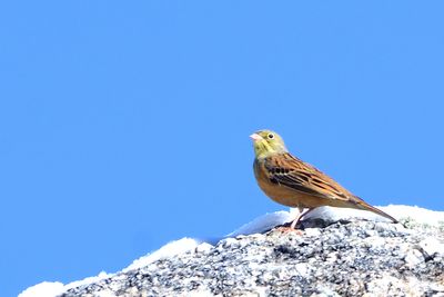 Bruant ortolan