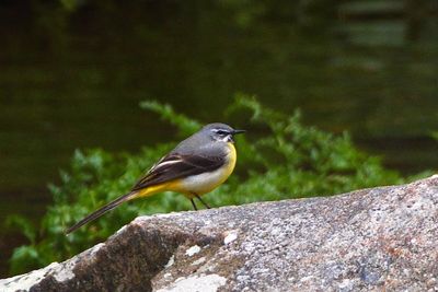 Bergeronnette des ruisseaux