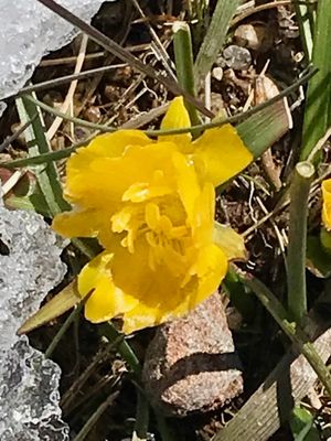 Ranunculus macranthus
