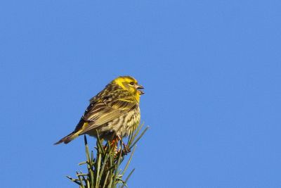 Serin cini