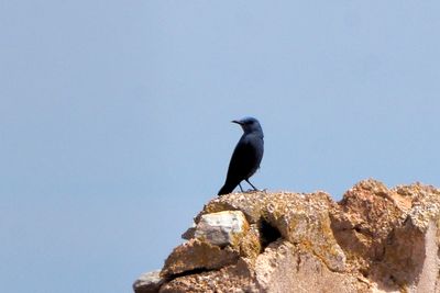 Monticole bleu
