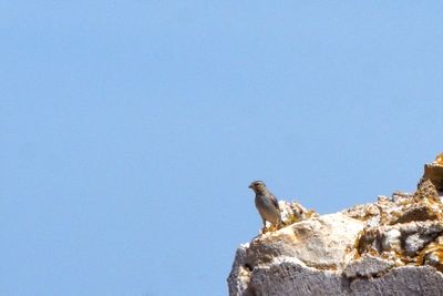Moineau soulcie