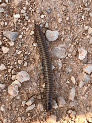 Ommatoiulus rutilans